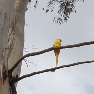 Psittacula krameri at Belconnen, ACT - 14 Mar 2023