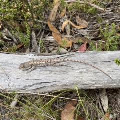 Amphibolurus muricatus (Jacky Lizard) at Paddys River, ACT - 13 Mar 2023 by GG