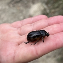 Dasygnathus sp. (genus) (Rhinoceros beetle) at Paddys River, ACT - 13 Mar 2023 by GG