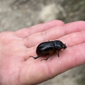 Dasygnathus sp. (genus) at Paddys River, ACT - 13 Mar 2023