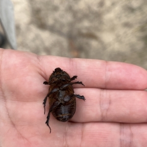 Dasygnathus sp. (genus) at Paddys River, ACT - 13 Mar 2023