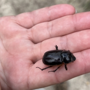 Dasygnathus sp. (genus) at Paddys River, ACT - 13 Mar 2023