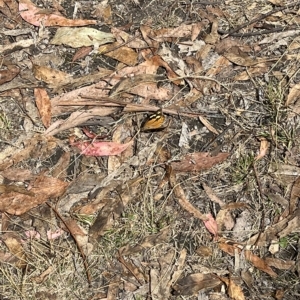 Heteronympha merope at Paddys River, ACT - 13 Mar 2023