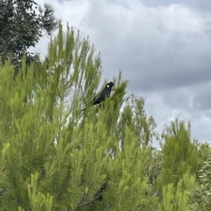 Zanda funerea at Coombs, ACT - 14 Mar 2023 05:22 PM