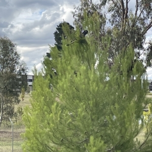 Zanda funerea at Coombs, ACT - 14 Mar 2023 05:22 PM