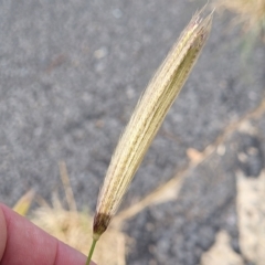 Chloris virgata (Feathertop Rhodes Grass) at Higgins, ACT - 14 Mar 2023 by trevorpreston