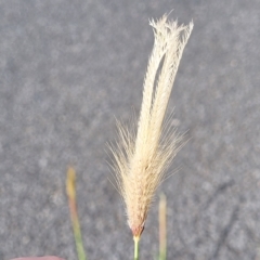 Chloris virgata at Higgins, ACT - 14 Mar 2023