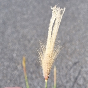 Chloris virgata at Higgins, ACT - 14 Mar 2023