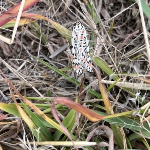 Utetheisa pulchelloides at Paddys River, ACT - 13 Mar 2023 03:28 PM