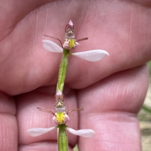 Eriochilus cucullatus at Paddys River, ACT - suppressed