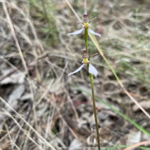 Eriochilus cucullatus at Paddys River, ACT - 13 Mar 2023