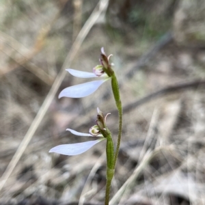 Eriochilus cucullatus at Paddys River, ACT - suppressed