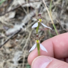 Eriochilus cucullatus at Paddys River, ACT - 13 Mar 2023