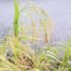 Panicum miliaceum (French Millet) at Watson, ACT - 14 Mar 2023 by MAX