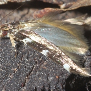 Limnaecia (genus) at Uriarra, NSW - 12 Mar 2023