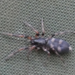 Lampona sp. (genus) at Borough, NSW - suppressed