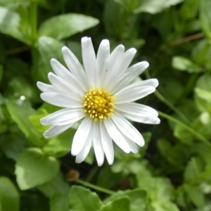 Brachyscome graminea at Borough, NSW - suppressed