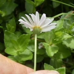 Brachyscome graminea at Borough, NSW - suppressed