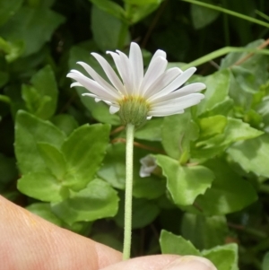 Brachyscome graminea at Borough, NSW - suppressed