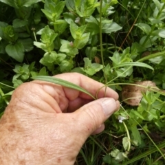 Brachyscome graminea at Borough, NSW - suppressed