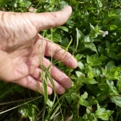 Brachyscome graminea at Borough, NSW - 13 Mar 2023