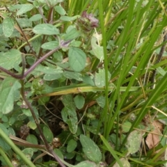 Prunella vulgaris (Self-heal, Heal All) at Borough, NSW - 12 Mar 2023 by Paul4K