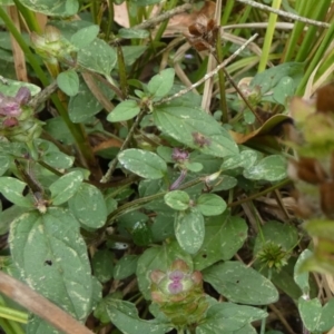 Prunella vulgaris at Borough, NSW - 13 Mar 2023