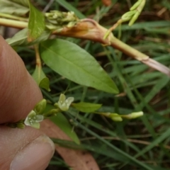 Persicaria hydropiper (Water Pepper) at Boro - 13 Mar 2023 by Paul4K