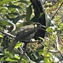 Meliphaga lewinii (Lewin's Honeyeater) at Jervis Bay, JBT - 19 Jan 2023 by Hejor1