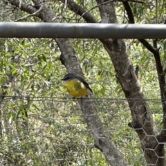 Eopsaltria australis (Eastern Yellow Robin) at Jervis Bay, JBT - 19 Jan 2023 by Hejor1