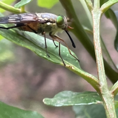 Copidapha quadrimacula (Horse Fly) at Jervis Bay, JBT - 19 Jan 2023 by Hejor1
