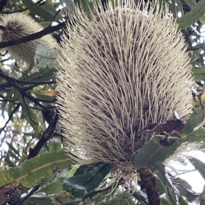 Banksia serrata (Saw Banksia) at Jervis Bay, JBT - 19 Jan 2023 by Hejor1