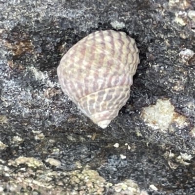 Austrocochlea porcata (Zebra top snail) at Jervis Bay, JBT - 19 Jan 2023 by Hejor1