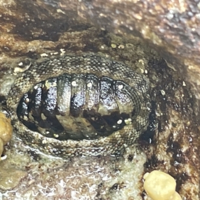Sypharochiton pelliserpentis (Snakeskin Chiton) at Jervis Bay, JBT - 19 Jan 2023 by Hejor1
