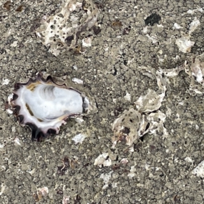 Saccostrea glomerata (Sydney Rock Oyster) at Jervis Bay, JBT - 19 Jan 2023 by Hejor1