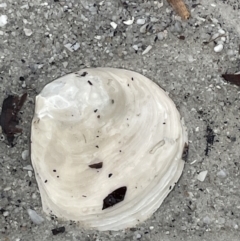 Ostrea (Eostrea) angasi (Tasmanian Flat Oyster) at Jervis Bay, JBT - 19 Jan 2023 by Hejor1