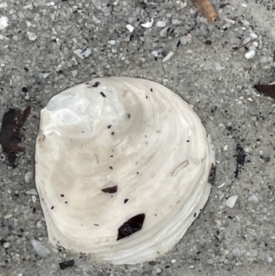 Ostrea (Eostrea) angasi (Tasmanian Flat Oyster) at Jervis Bay, JBT - 19 Jan 2023 by Hejor1