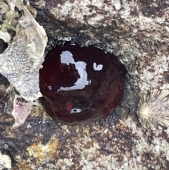Actinia tenebrosa (Red Waratah Anemone) at Jervis Bay, JBT - 19 Jan 2023 by Hejor1