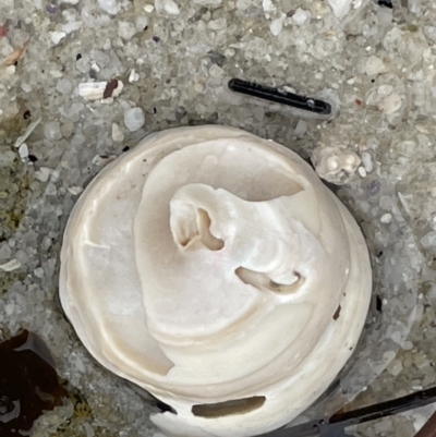 Astralium tentoriiformis (Common Tent Shell) at Jervis Bay, JBT - 19 Jan 2023 by Hejor1