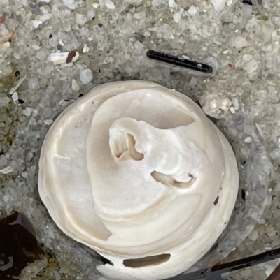 Astralium tentoriiformis (Common Tent Shell) at Jervis Bay, JBT - 19 Jan 2023 by Hejor1