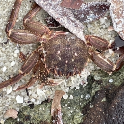 Plagusia chabrus at Booderee National Park - 19 Jan 2023 by Hejor1