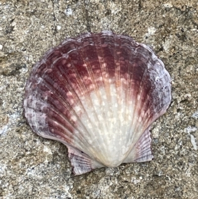 Pecten (Pecten) fumatus (Scallop) at Jervis Bay, JBT - 19 Jan 2023 by Hejor1