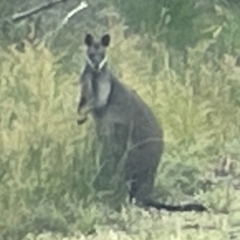 Wallabia bicolor (Swamp Wallaby) at Jervis Bay, JBT - 19 Jan 2023 by Hejor1