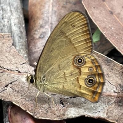 Hypocysta metirius (Brown Ringlet) at Jervis Bay, JBT - 19 Jan 2023 by Hejor1