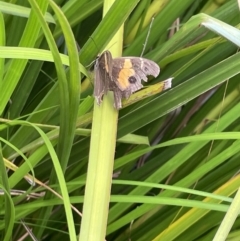 Tisiphone abeona (Varied Sword-grass Brown) at Jervis Bay, JBT - 19 Jan 2023 by Hejor1