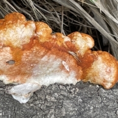 Piptoporus australiensis at Jervis Bay, JBT - 19 Jan 2023 by Hejor1