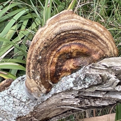 Unidentified Pored or somewhat maze-like on underside [bracket polypores] at Jervis Bay, JBT - 19 Jan 2023 by Hejor1