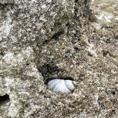 Austrolittorina unifasciata (Blue Australwink) at Jervis Bay, JBT - 19 Jan 2023 by Hejor1