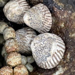 Bembicium nanum at Jervis Bay, JBT - 19 Jan 2023 02:18 PM