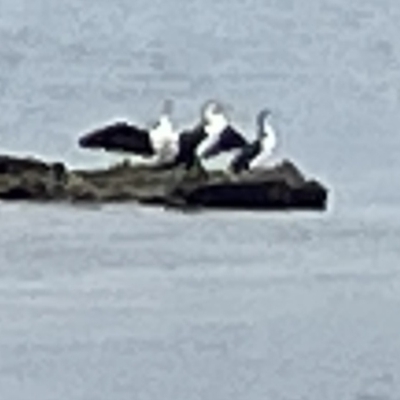 Phalacrocorax varius (Pied Cormorant) at Jervis Bay, JBT - 19 Jan 2023 by Hejor1